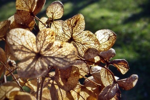 autumn hydrangea flower in garden