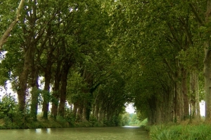 plane trees lining the canal du midi