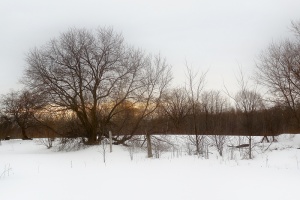winter sunset behind trees Glengarry Ontario