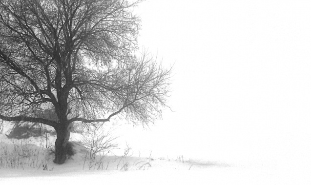 tree against white background of snow