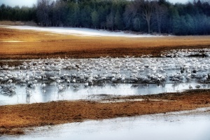 snow geese in field in spring
