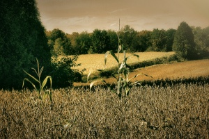 Glengarry County Ontario fall field