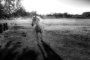 white horse in field black and white