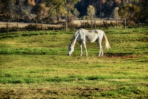 white horse grazing in field