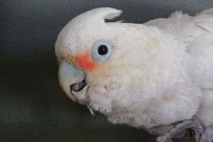 cockatoo bird