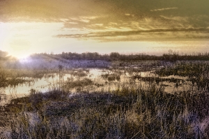 marsh wetlands in evening light