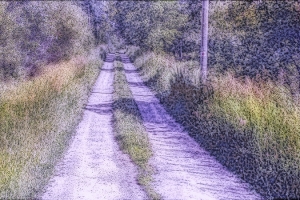 country lane in summer