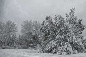 heavy snowfall on trees