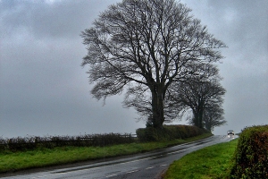 tree against stormy sky showing scale